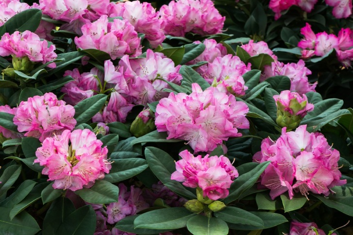 Najpopularniejsze odmiany rododendronów